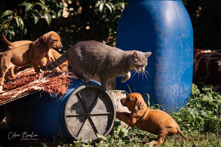 chiots6