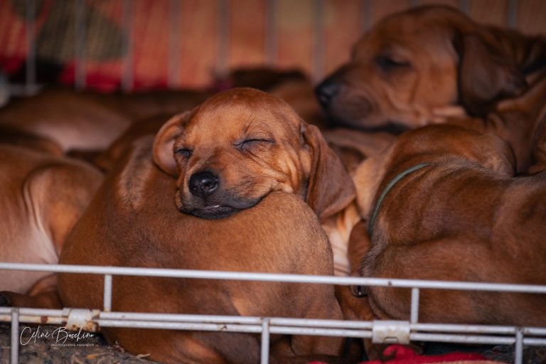 chiots7